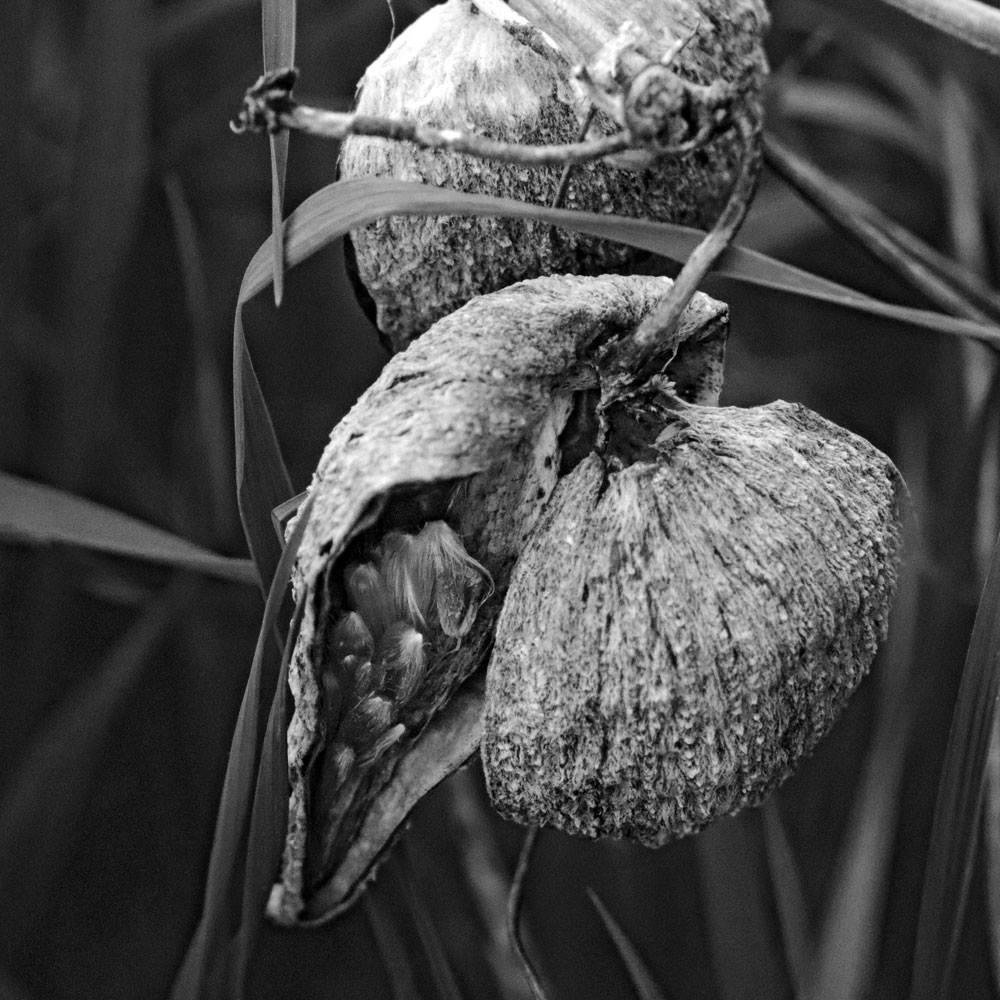 dried milkweed pods black and white photo