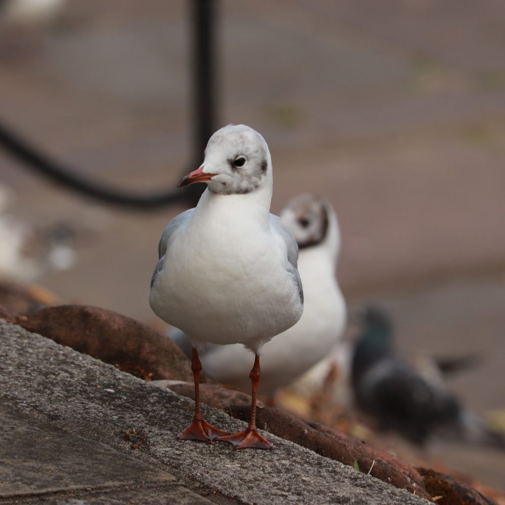 white gull with brown background