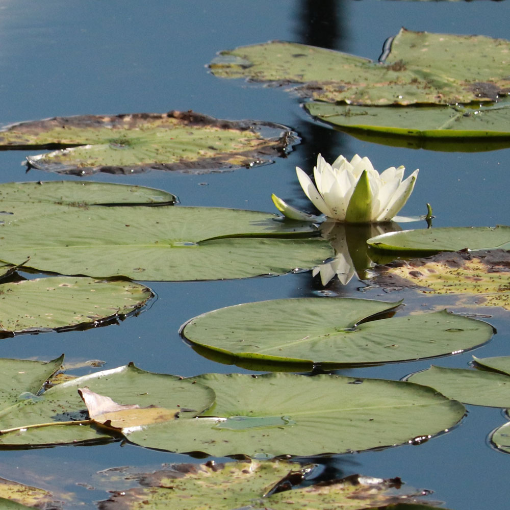 color photo of pond with white flower and lily pads