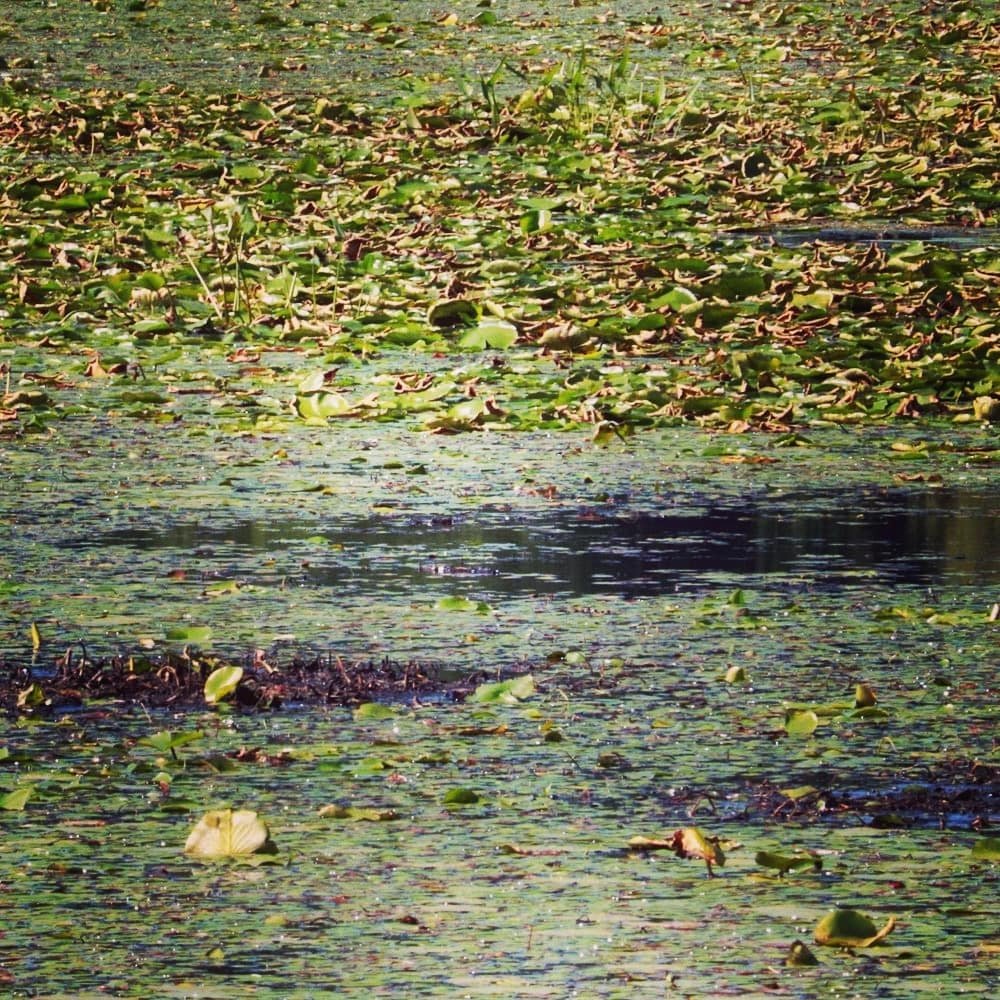 ponds algea green yellow photograph