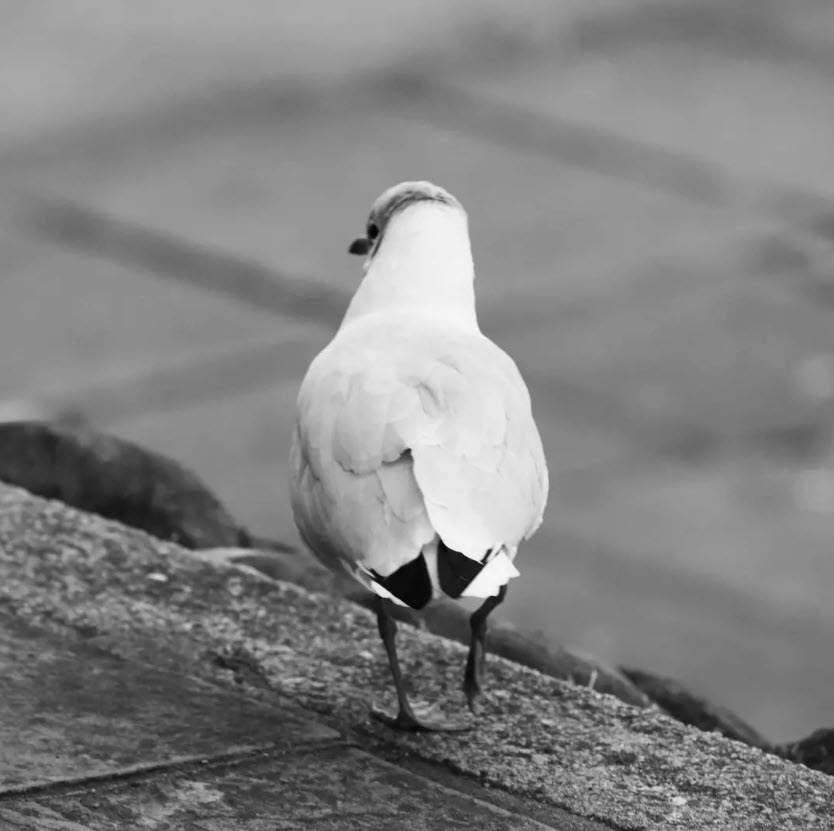 gull from behind