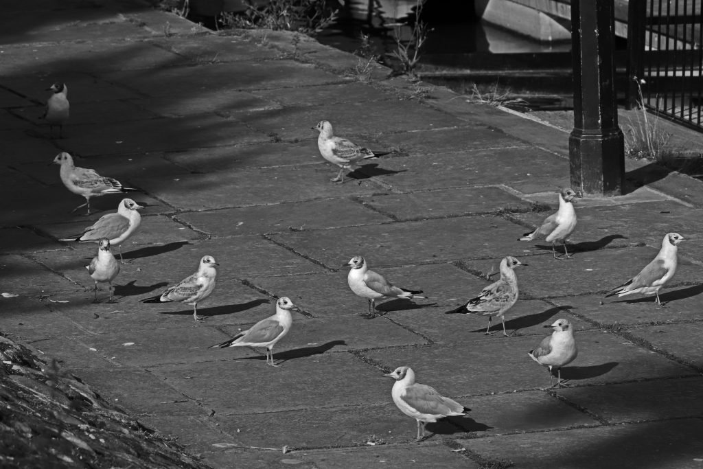 gulls on sidewalk black and white photo