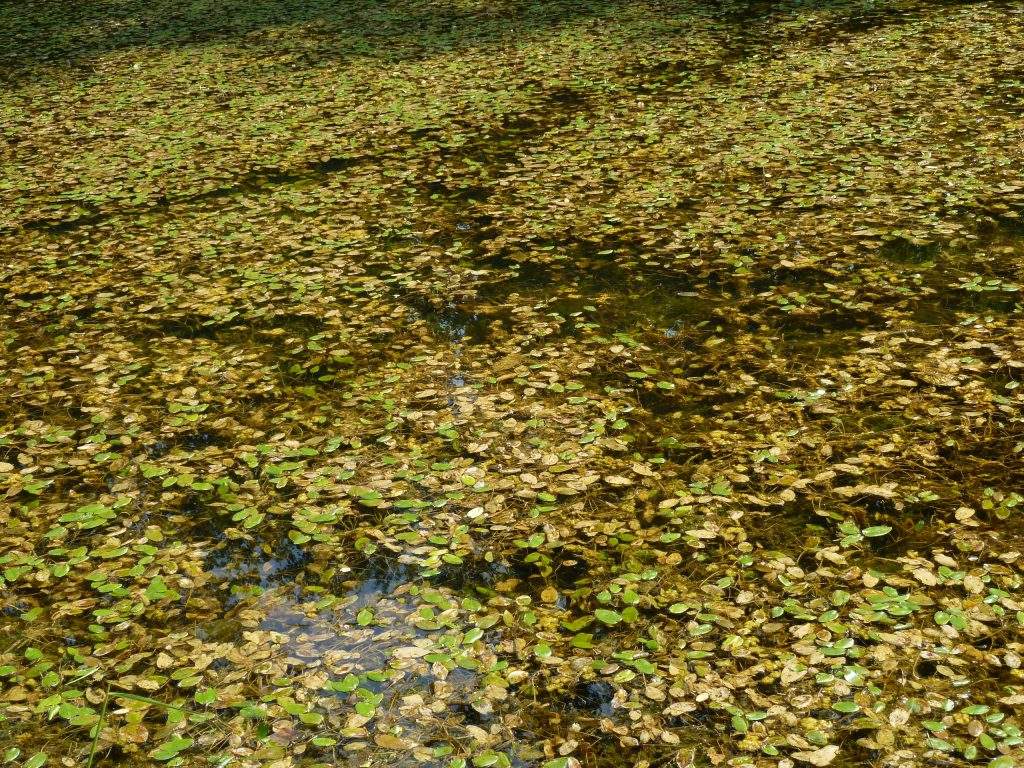 green yellow leaves on pond