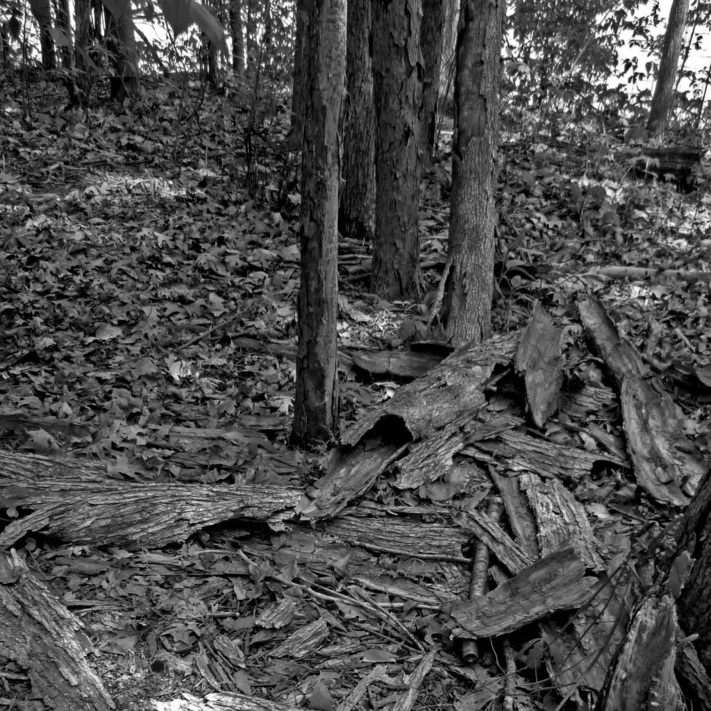 black and white forest with trees and fallen bark