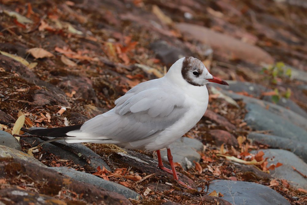 white gull on brown leaves with rocks