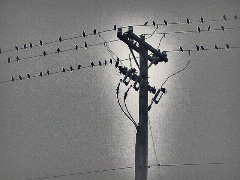 telephone pole with glow and birds on lines black and white