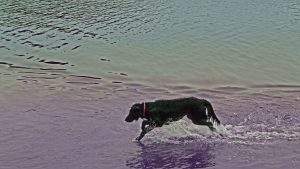 dog in lake purple and green