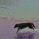 dog in lake purple and green