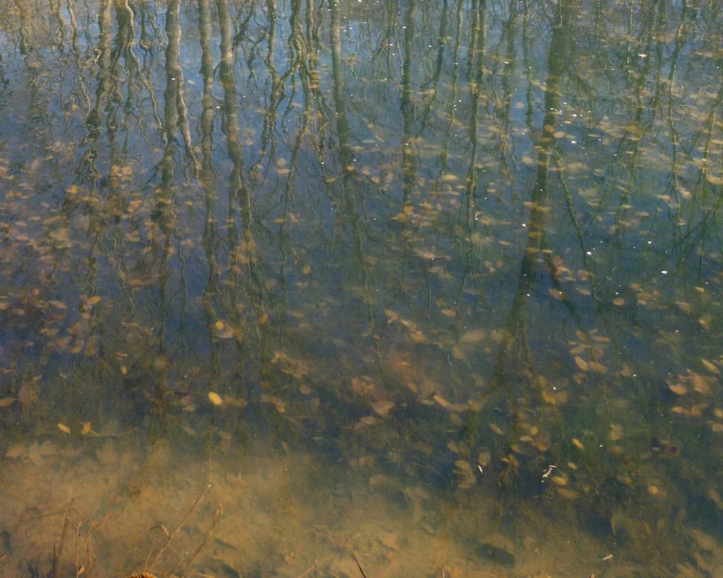 ponds reflection green yellow orange