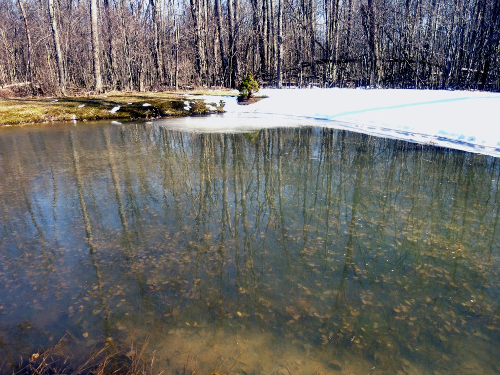 pond, ice, snow, trees, green, brown