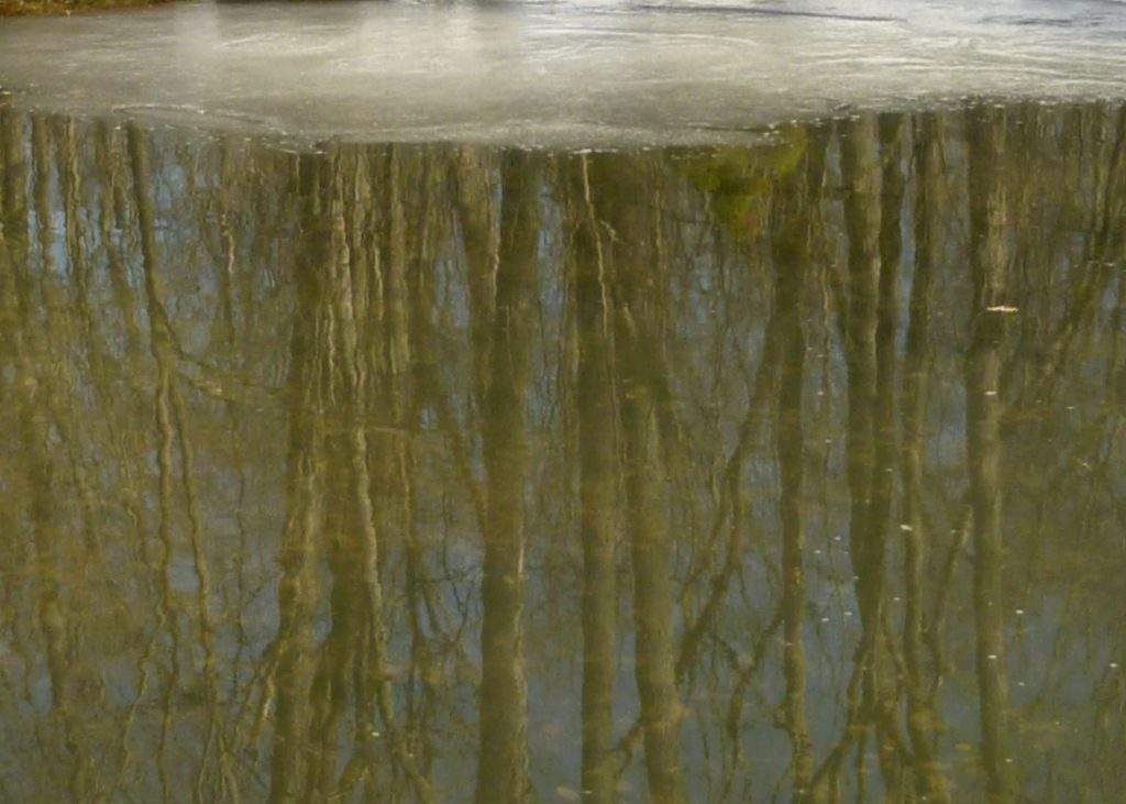 reflection of trees on icy pond