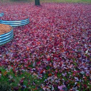 red leaves, maple tree, fire rings with mulch and leaves