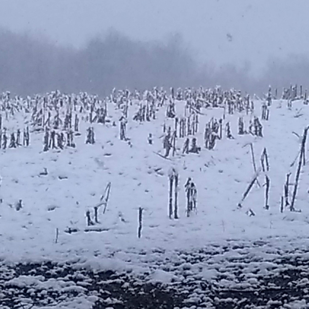 winter field with dead corn stalks in monochrome, bluish