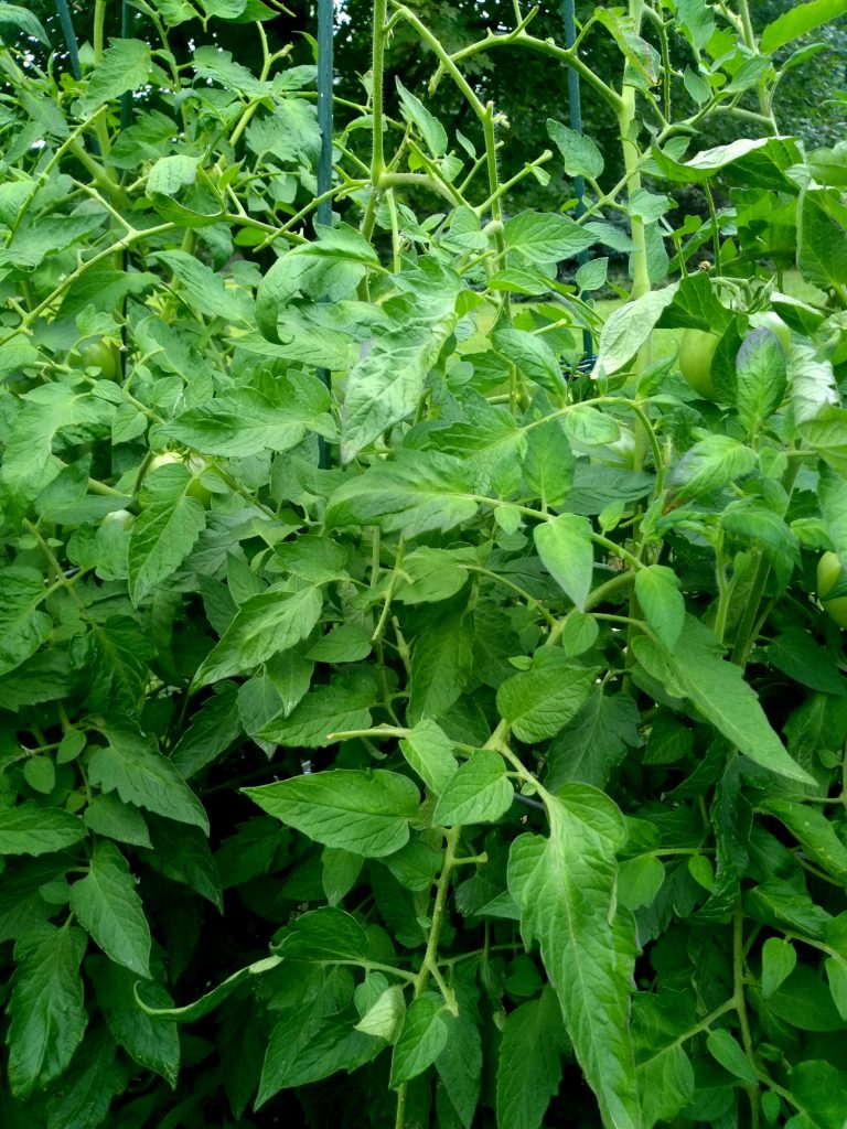  plants in green