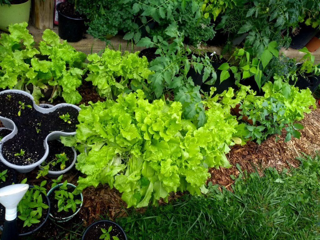 lettuce, basil and tomatoes on and in front of porch with brown mulch