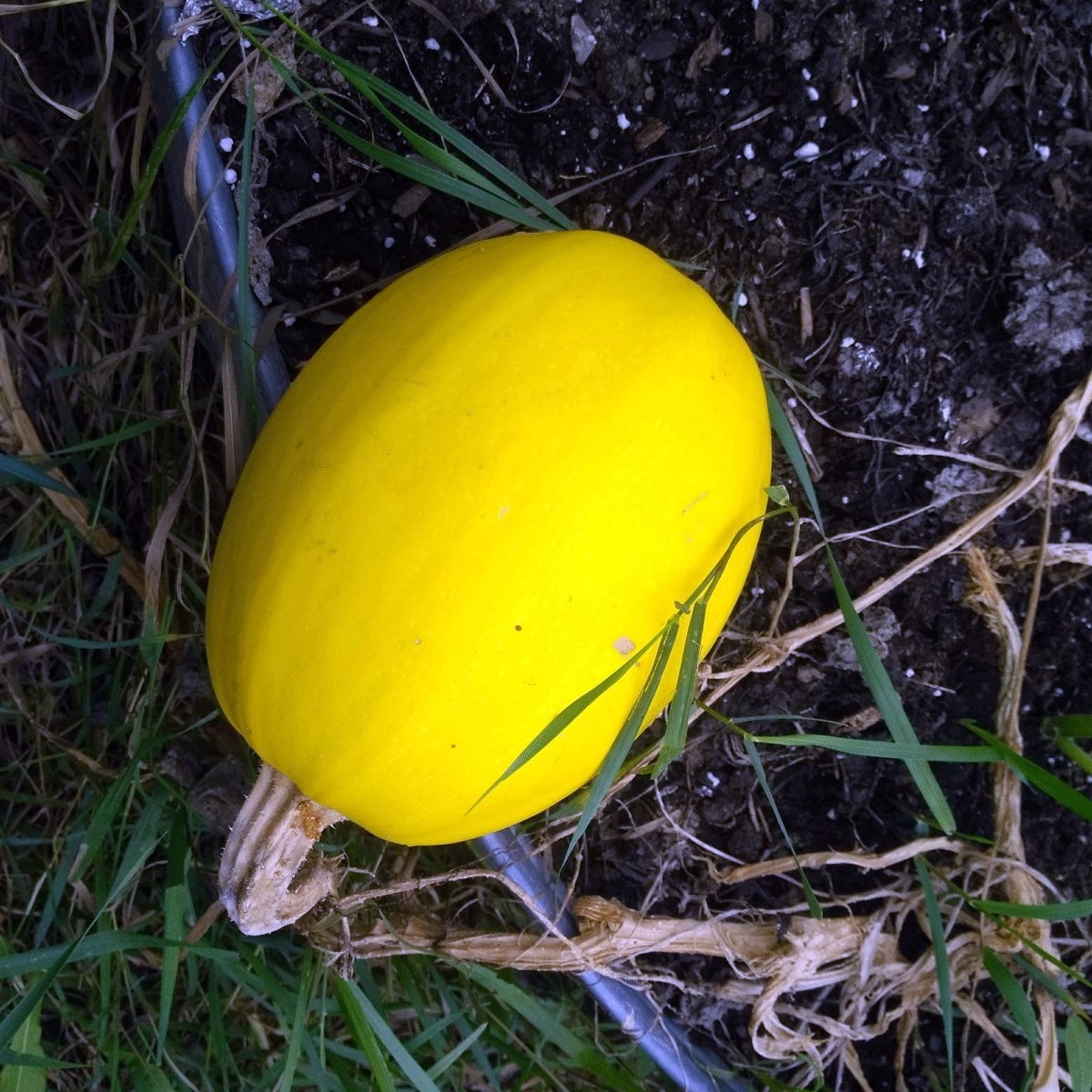 yellow spaghetti squash on ground