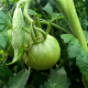 green tomato