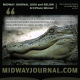crocodile head in dull greens with black background and olive promotional text for a lit contest